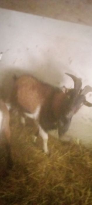 Tenho cabritos anões para ceder