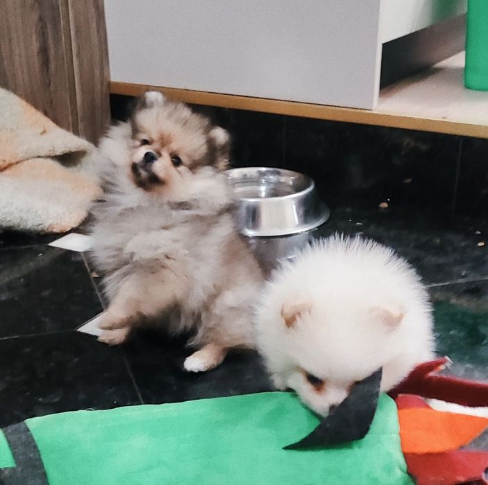 Померанский шпиц - девочка и мальчик