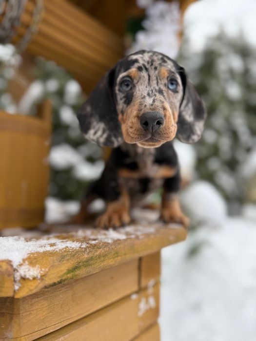 Cudowny piesek jamnik miniaturka blue merle metryka wyprawka