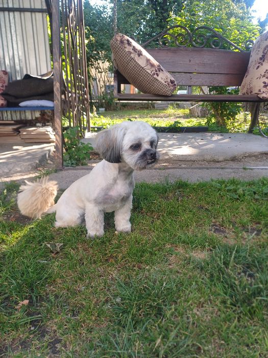 Доброго дня Шукаємо пару для хлопчика ши-цу Можливо хтось хоче звести