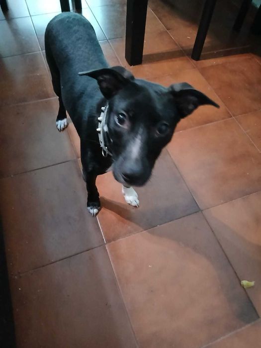 Cadela preta para adoção