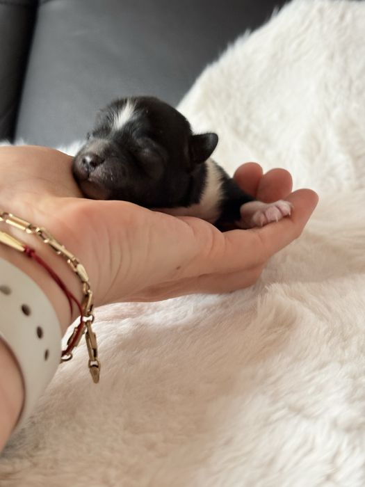 Piesek  Biewer samiec