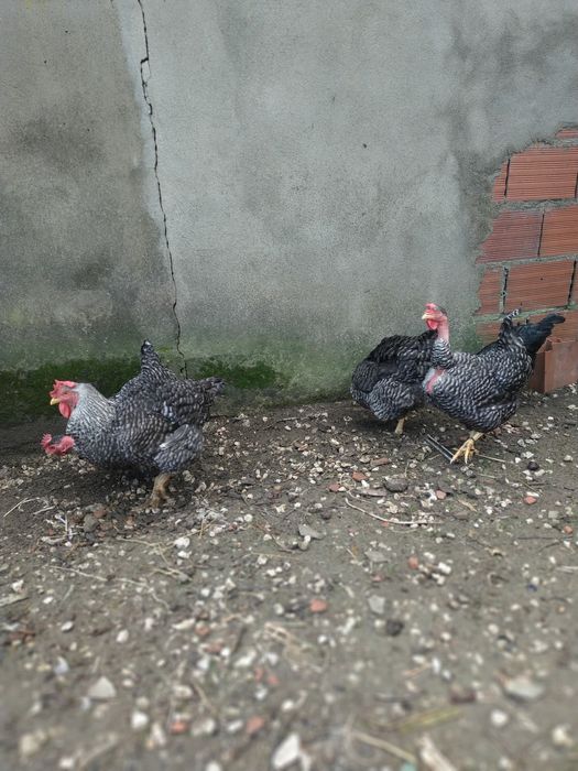 Ovos de pedres para incubação