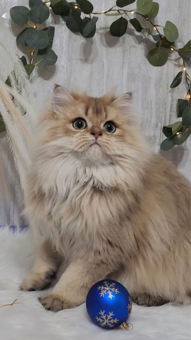 Дуже красивий хлопчик шотландський