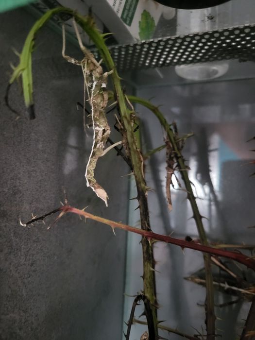 Straszyk filipiński małe duże