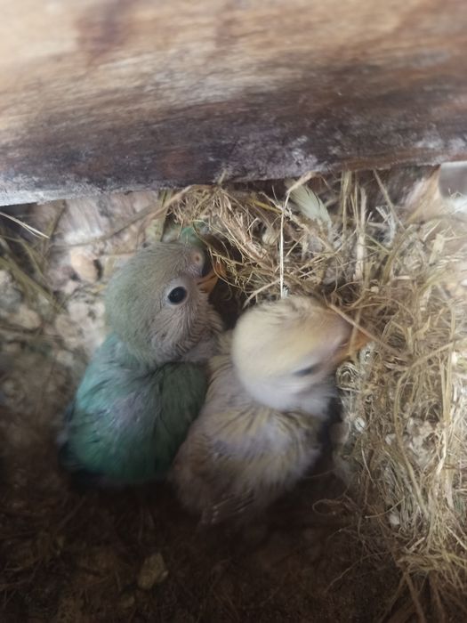 Agapórnis roseicolis