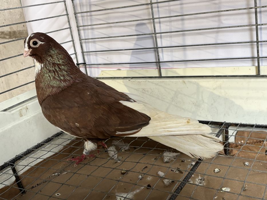 Gołębie zamojskie  blankopy