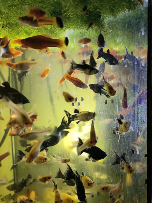 molinezje black moli, calipso, żółto czarna