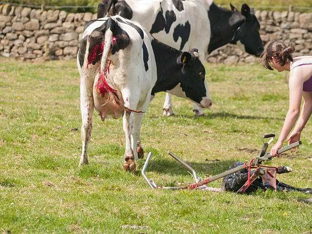 Urządzenie porodowe ze zmiennym lub stałym naciągiem. Wycielacz