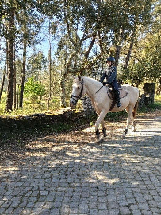 Égua palomina montada