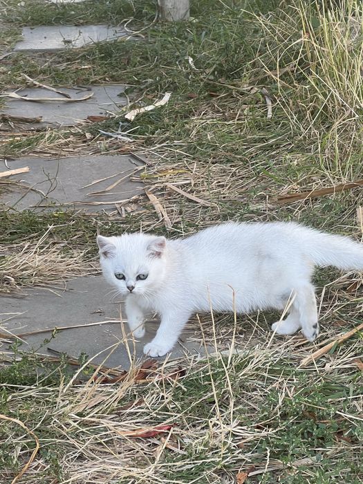 Котенята британської сріблястої шиншили.