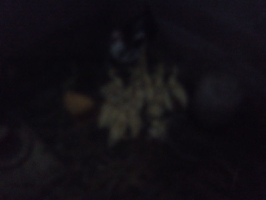 Patinhos mudos de boa qualidade