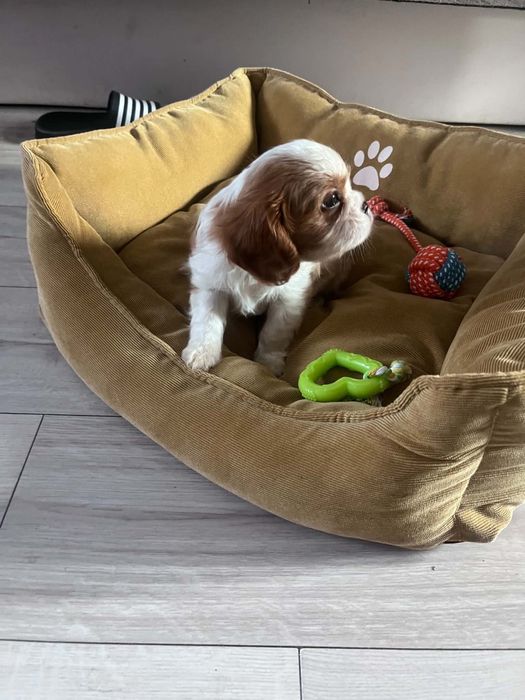 Śliczny piesek Cavalier Spaniel