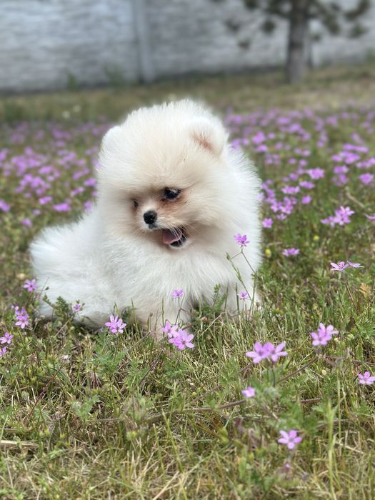POMERANIAN dziewczynka MINI szpic miniaturowy :)