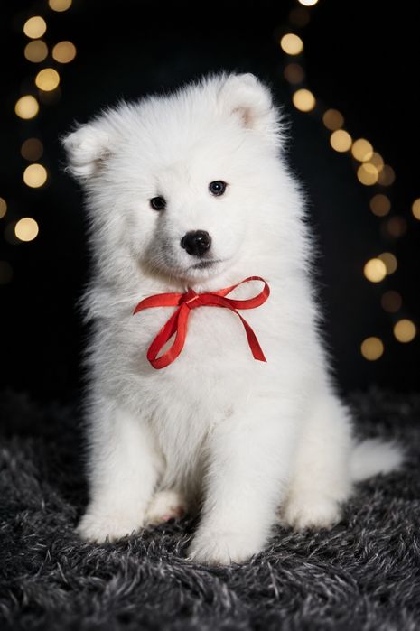 * * * Samoyed * * *