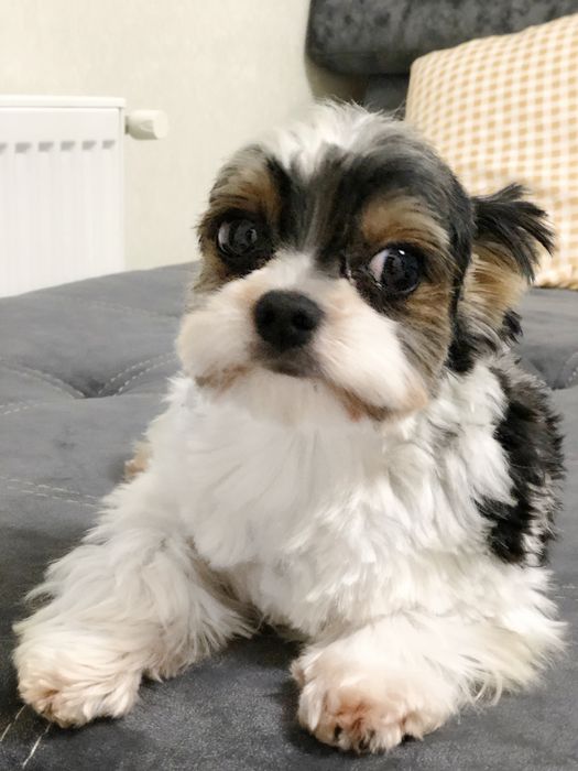 Шикарный мальчик бивер Йорк для вязок