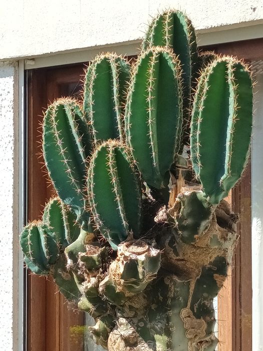 Cactos Cereus jamacaru
