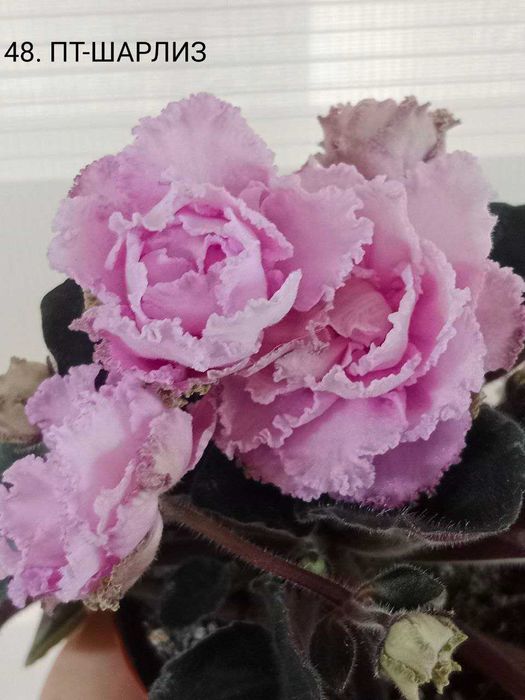 Fiołki odmianowe. Sadzonki. Zestaw 10 odmian.