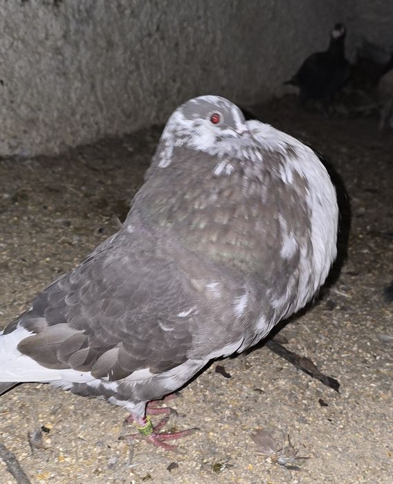 Casal de buchón gaditano