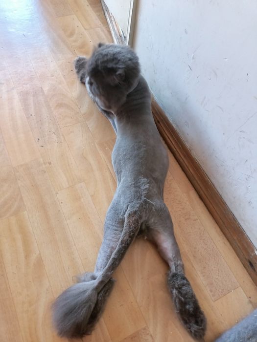 Стрижка котів, грумінг на виїзд, тиха машинка,Ірпінь, Борщагівка