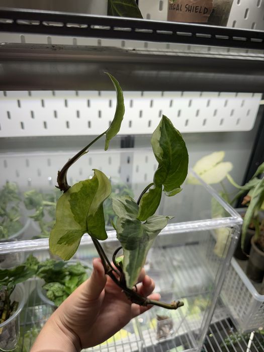 Syngonium three kings