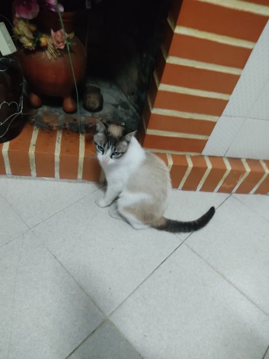 Adoção — Gata jovem esterilizada e desparasitada