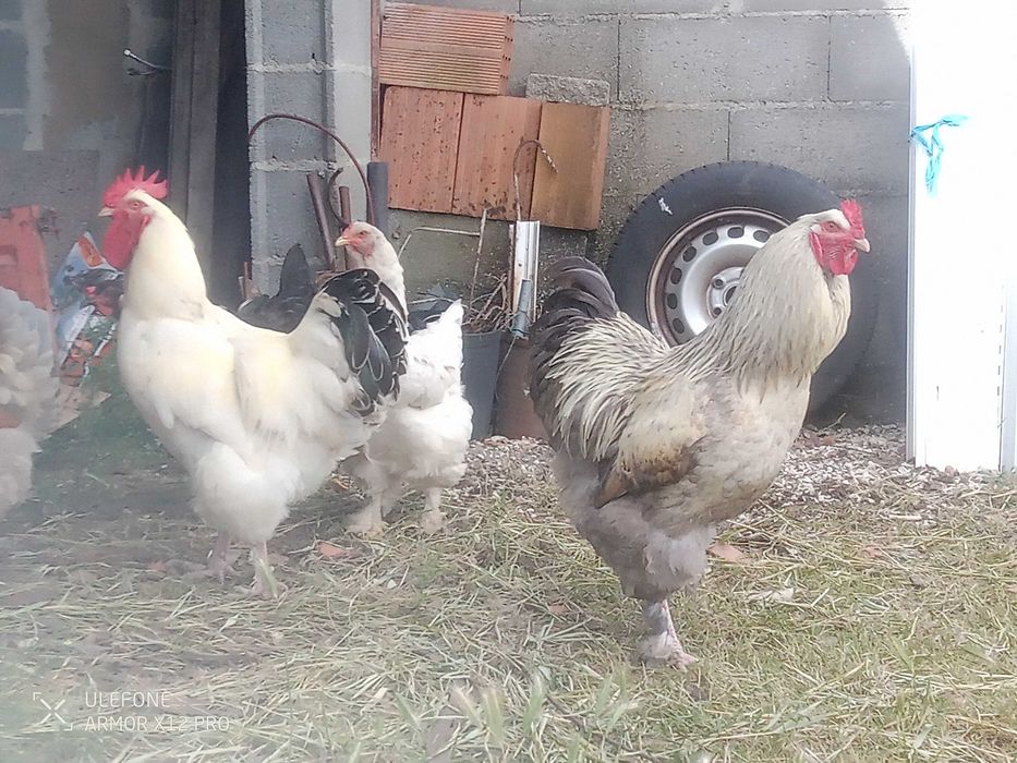 Vendo galos com 8 meses