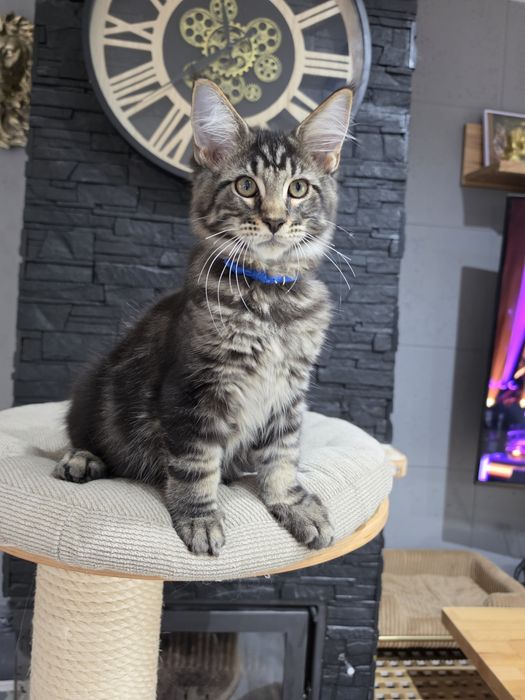 Archi kocurek  Maine Coon