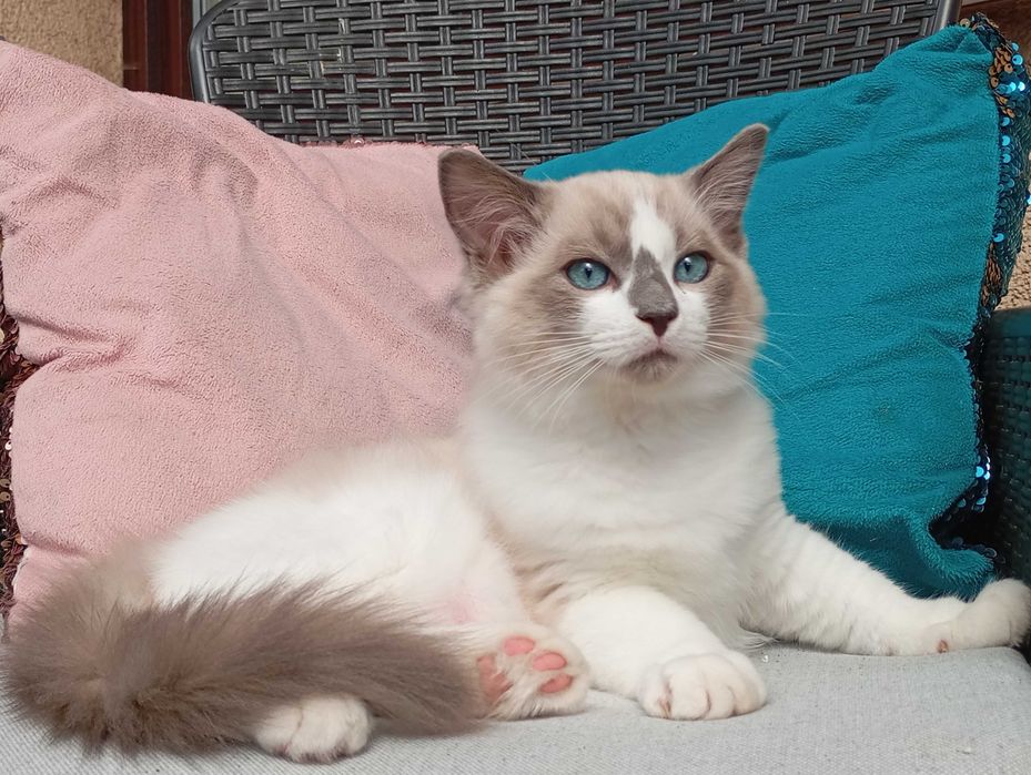 Kocurek rasa Ragdoll