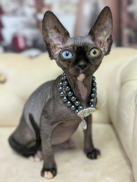 Pearl. Sfinks kanadyjski. Magia urok i luksus w jednym