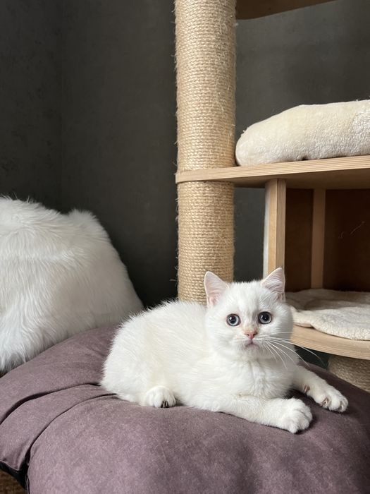 Scottish Fold WCF