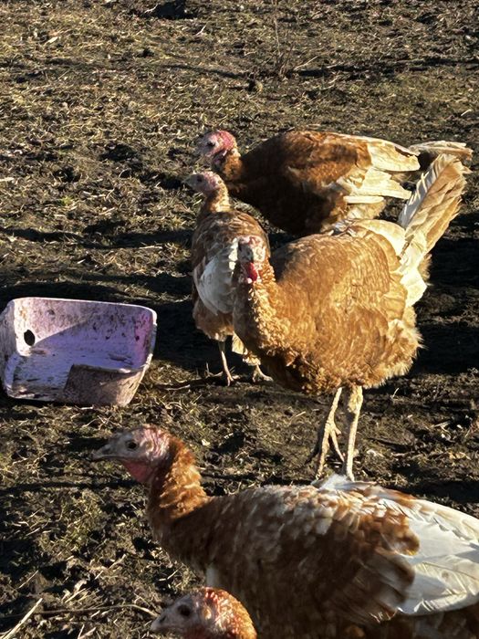 Продам молодь індиків червоний бурбон
