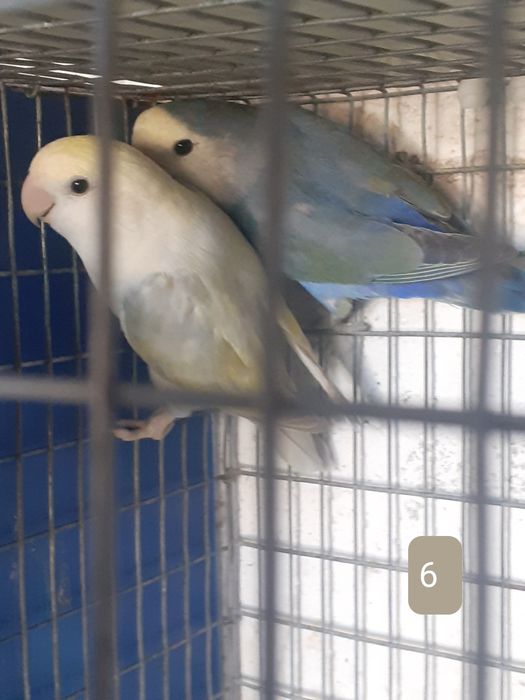 Casais de rossicolis