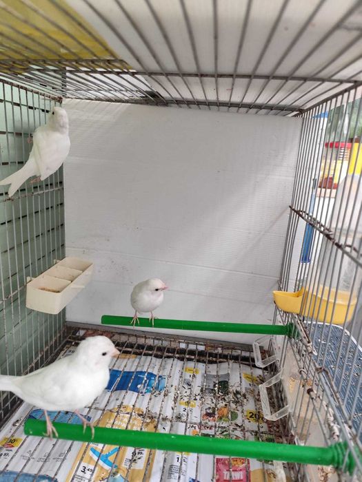 Canários  várias cores