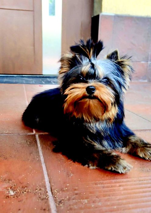 York , Yorki -  Śliczna suczka  Yorkshire Terrier  ZKwP   FCI .