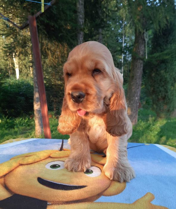 Cocker Spaniel Inglês