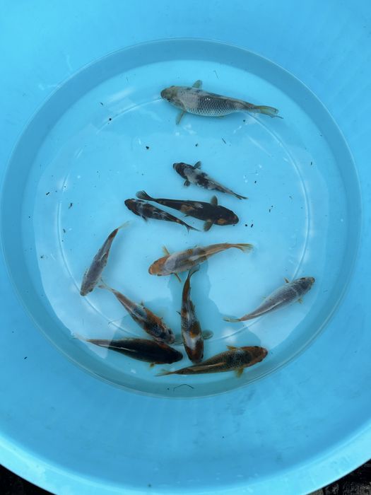 Carpa koi criação 2024