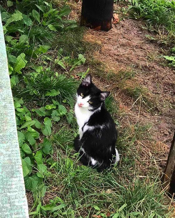 Віддам прерасних кошенят