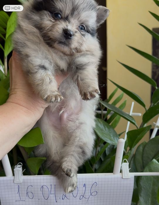 Цуценята породи померанського шпиця