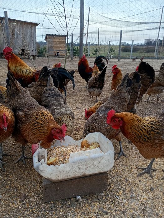 Jaja lęgowe  zielononóżki