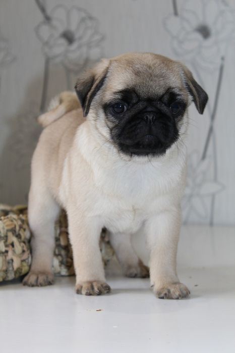 Мила мала мопсішка