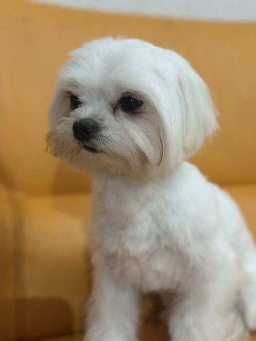 В'язка мальтезе..