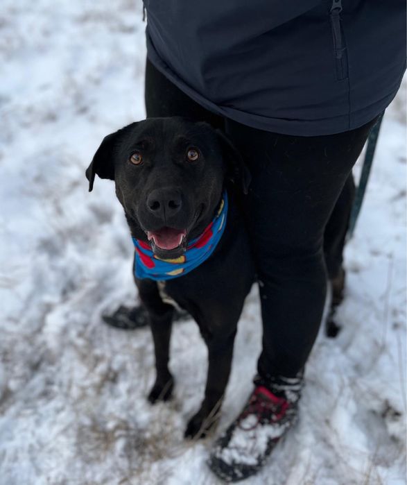 Wronka w typie labradora do adopcji ze schroniska