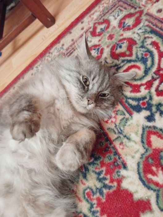 Шукаю теплі і добрі руки для ніжної кицюні