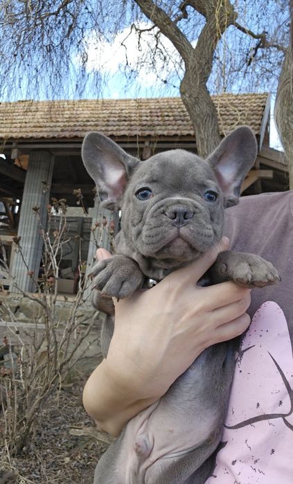 Французький бульдог, документи