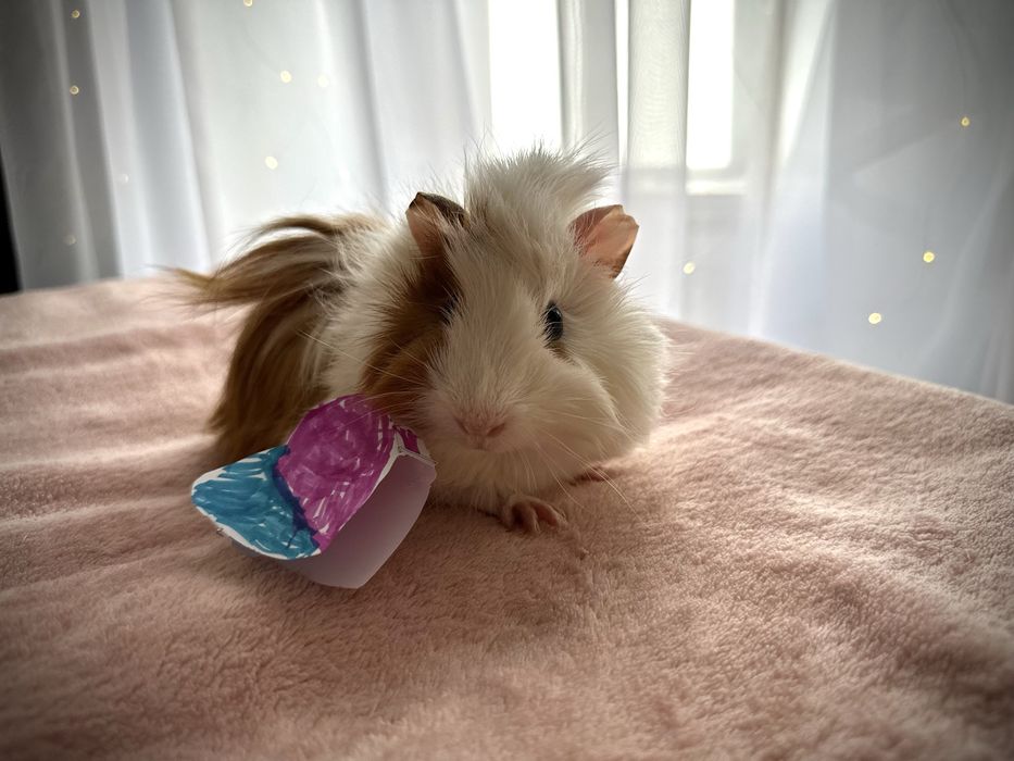 Віддам в добрі руки морську свинку