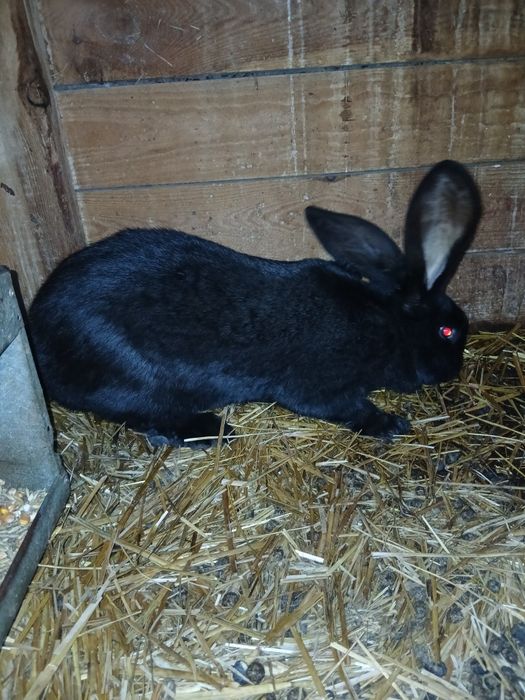 Samica srokacza niemieckiego