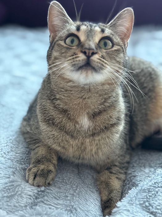 Віддам кицю в добрі руки, стерилізована, вік 9 місяців