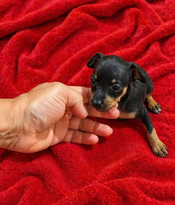 Pincher cavalinho fêmea