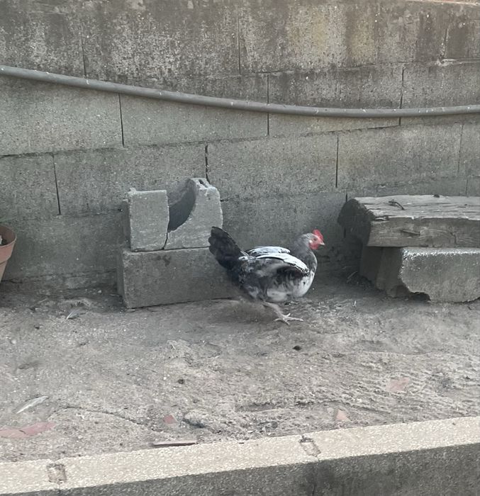 Frangos para engorda